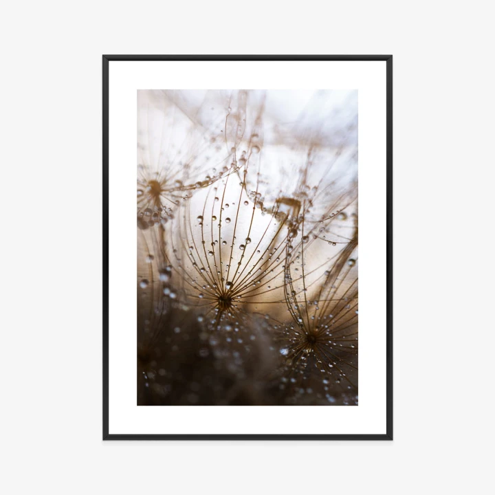 Plakat Dmuchawiec Z Kroplami Rosy