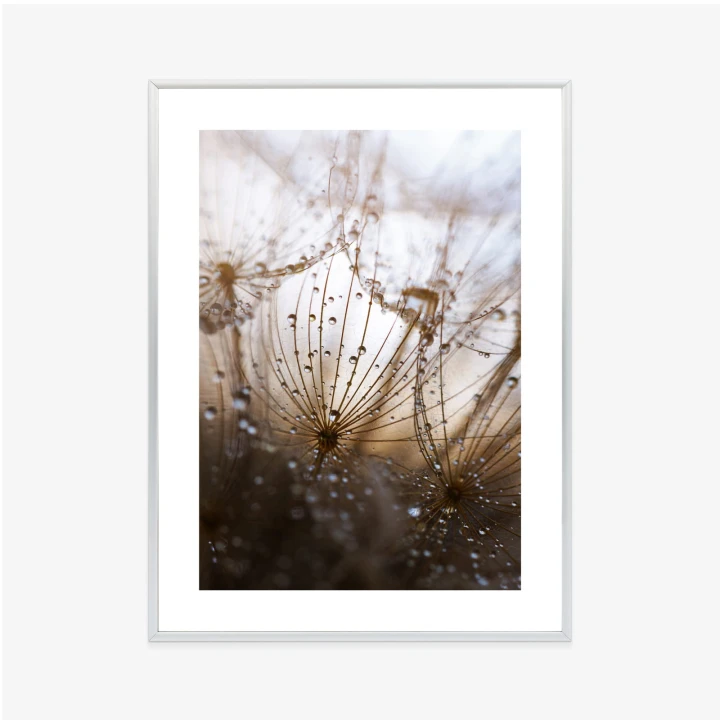 Plakat Dmuchawiec Z Kroplami Rosy
