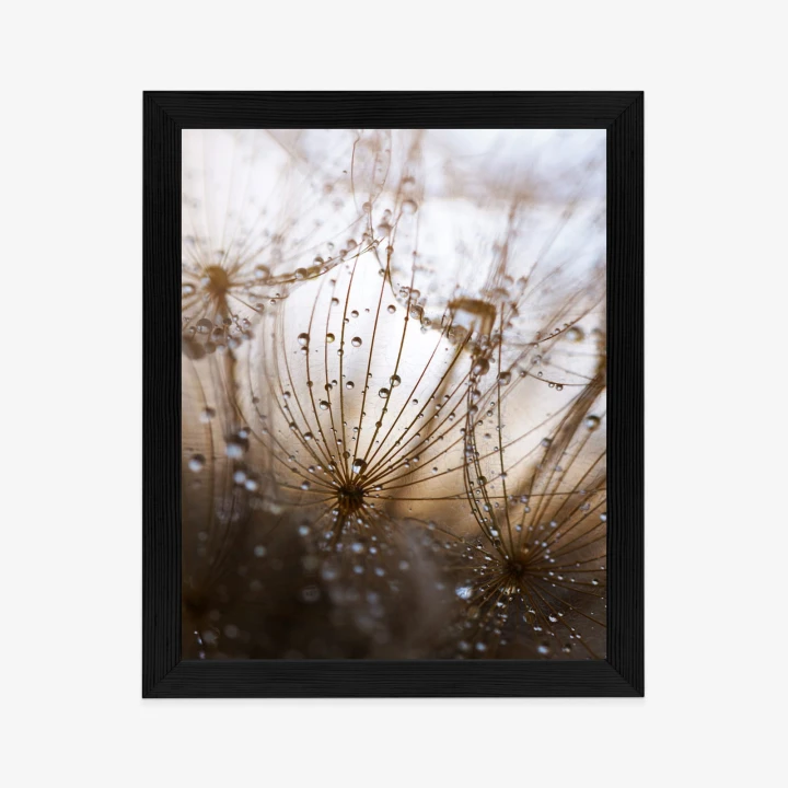 Plakat Dmuchawiec Z Kroplami Rosy