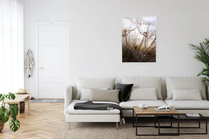Plakat Dmuchawiec Z Kroplami Rosy
