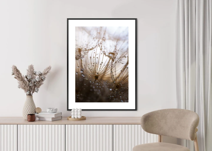 Plakat Dmuchawiec Z Kroplami Rosy