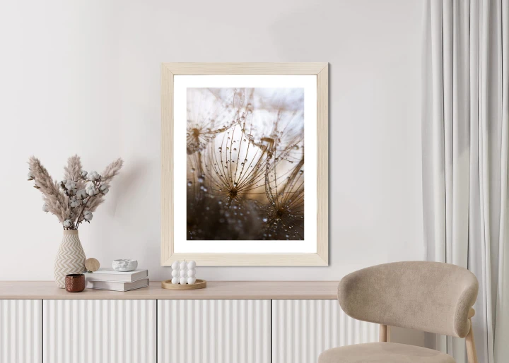 Plakat Dmuchawiec Z Kroplami Rosy