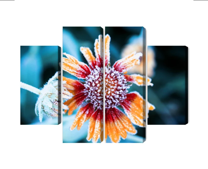 Obraz Wieloczęściowy Kwiaty Rudbeckia Pokryte Szronem