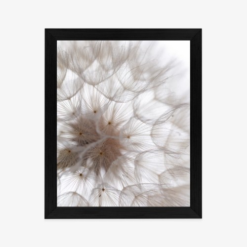 Plakat Puszysty Beżowy Dmuchawiec