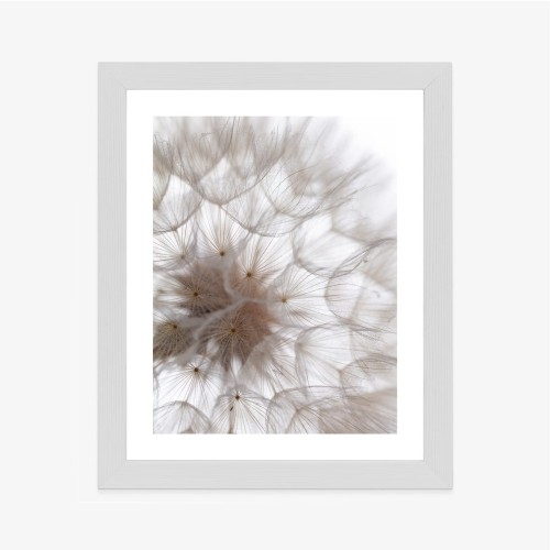Plakat Puszysty Beżowy Dmuchawiec